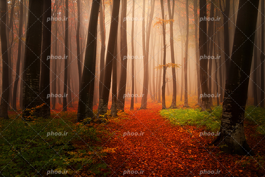 عکس با کیفیت زمین پوشیده شده از برگ های قرمز پاییزی و درختان بی برگ
