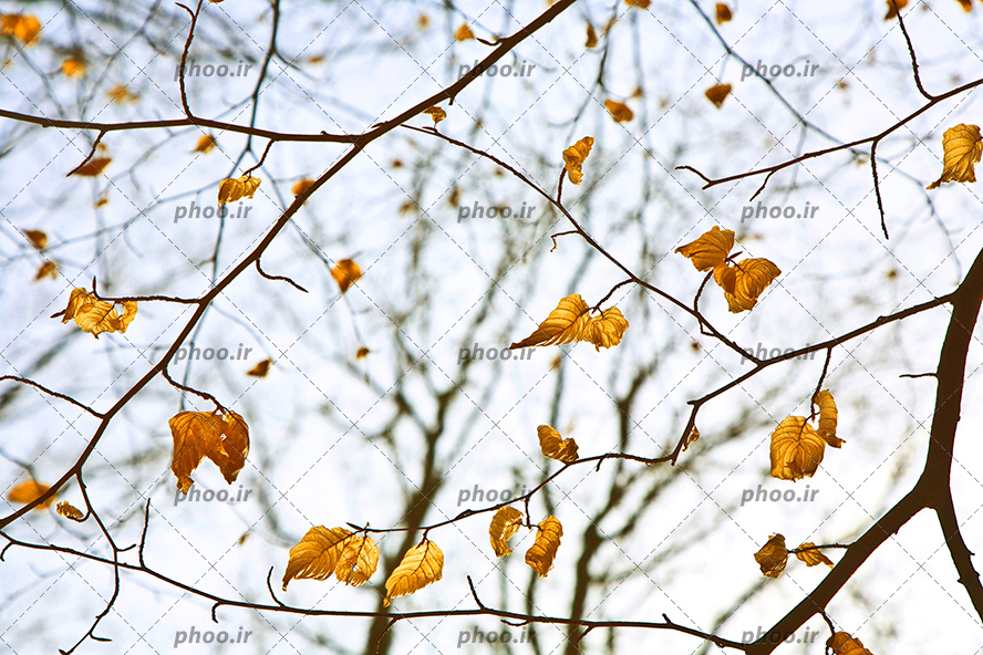 عکس با کیفیت برگ های زرد بر روی شاخه های درخت و آسمان آبی