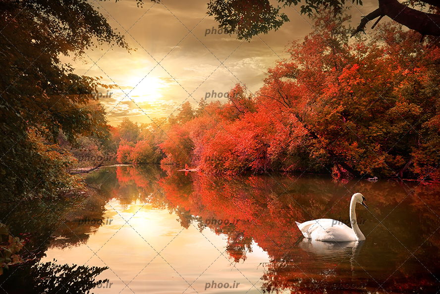 عکس با کیفیت قو سفید و زیبا در حال شنا در دریاچه و درختان اطراف دریاچه به رنگ قرمز و خورشید در حال طلوع