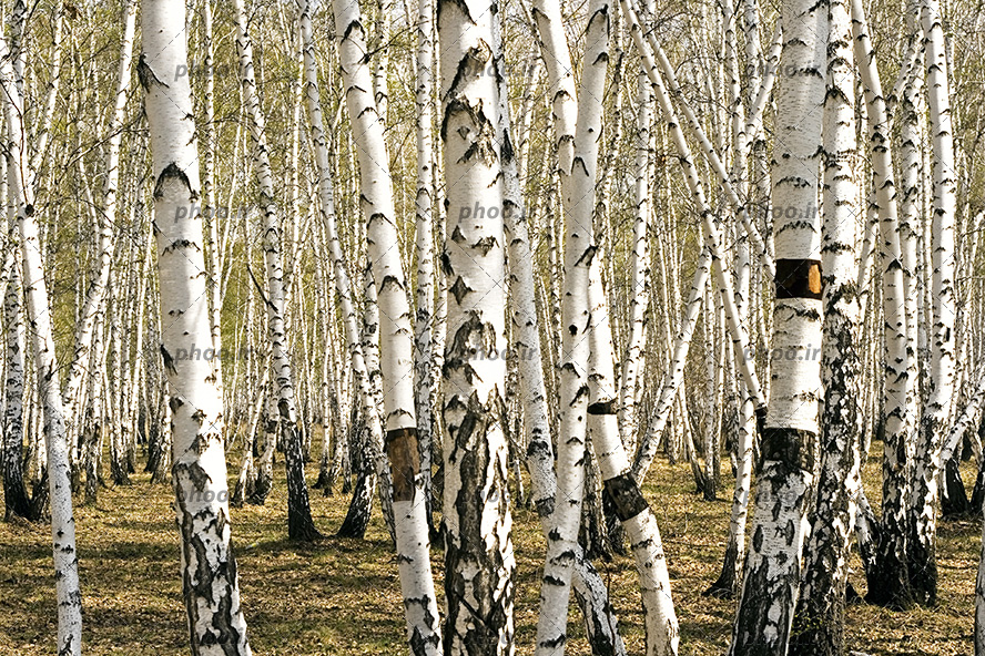 عکس با کیفیت درختان با تنه های باریک و به رنگ سفید با لکه های تیره بر روی تنه