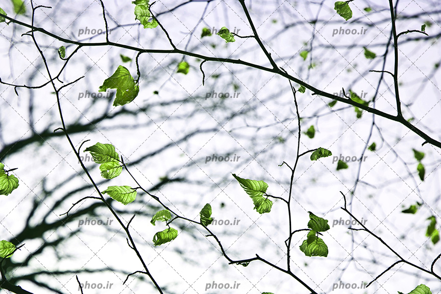 عکس با کیفیت برگ های سبز بر روی شاخه های درخت از نمای نزدیک