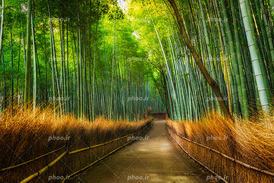 عکس با کیفیت جاده باریک منتهی به وسط جنگل و جنگل پوشیده شده از درختان بامبو