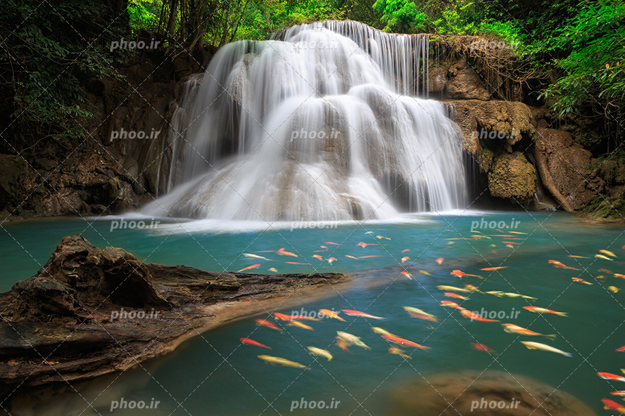 عکس با کیفیت ماهی های زیبا در حال شنا در دریاچه و آبشار جاری شده از صخره های بزرگ و درختان سرسبز