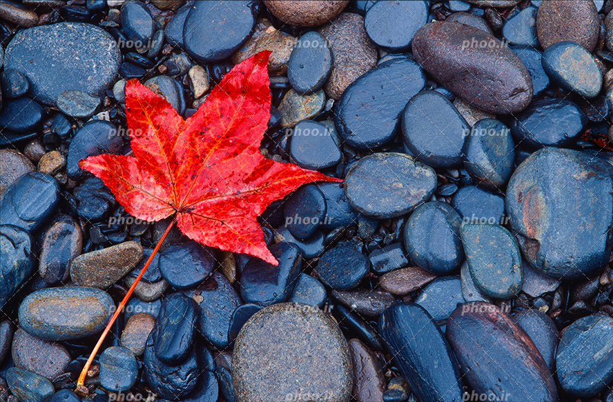 عکس با کیفیت برگ زیبا به رنگ قرمز بر روی سنگ های کوچک