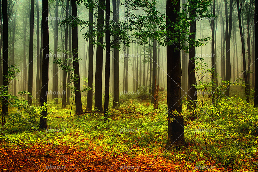 عکس با کیفیت تنه درختان با برگ هایی سرسبز و مه گرفته