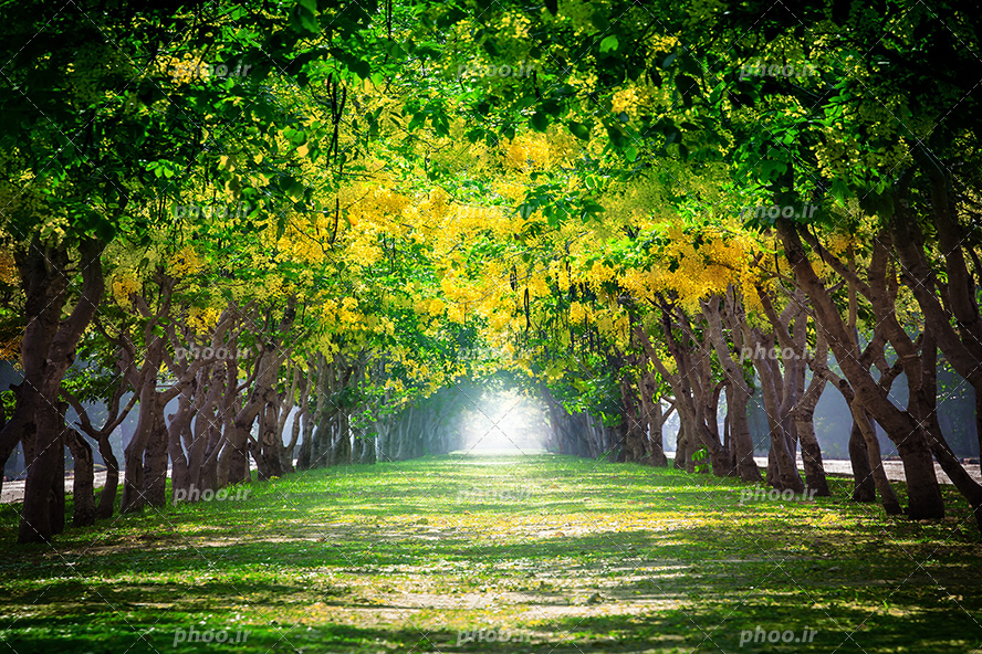 عکس با کیفیت درختان با برگ های سبز و زرد و شاخه های گره خورده در هم و ایجاد کردن راهی به شکل تونل و انتهای راه روشنایی نور