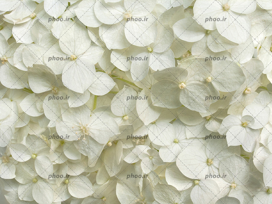 عکس با کیفیت گل های سفید چهار پر در کنار یکدیگر به شکل دسته گل از نمای نزدیک