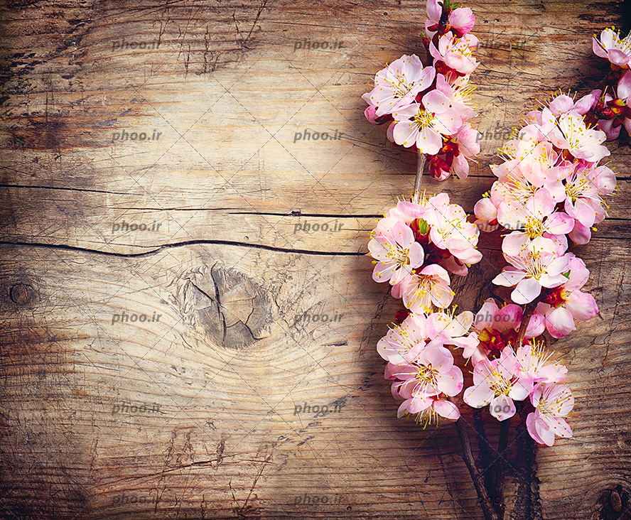 عکس با کیفیت دو شاخه شکوفه صورتی در کنار یکدیگر بر روی میز چوبی