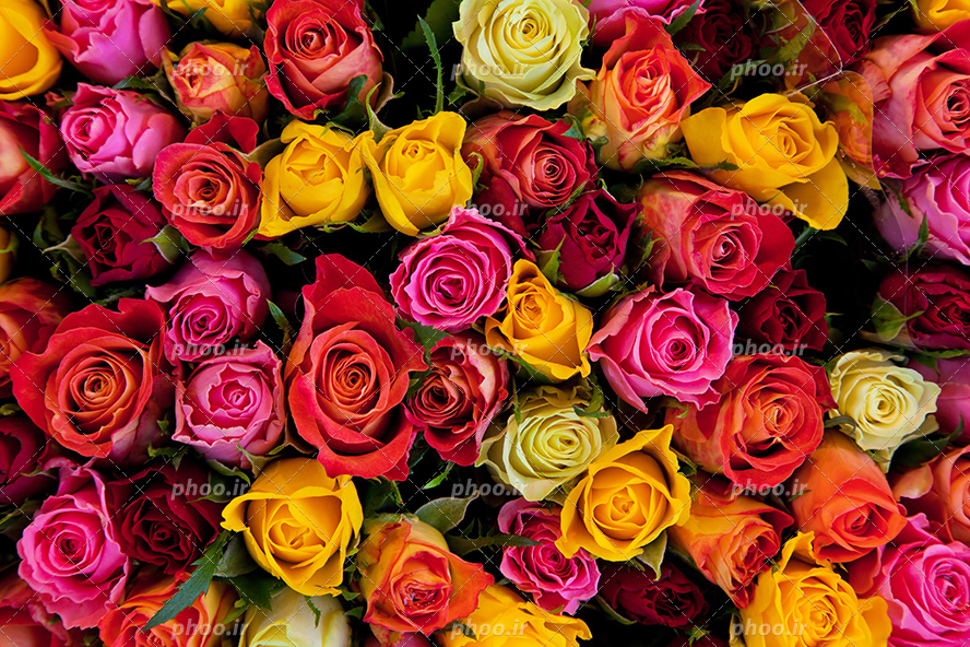 عکس با کیفیت گل های رز صورتی و نارنجی و قرمز در کنار یکدیگر