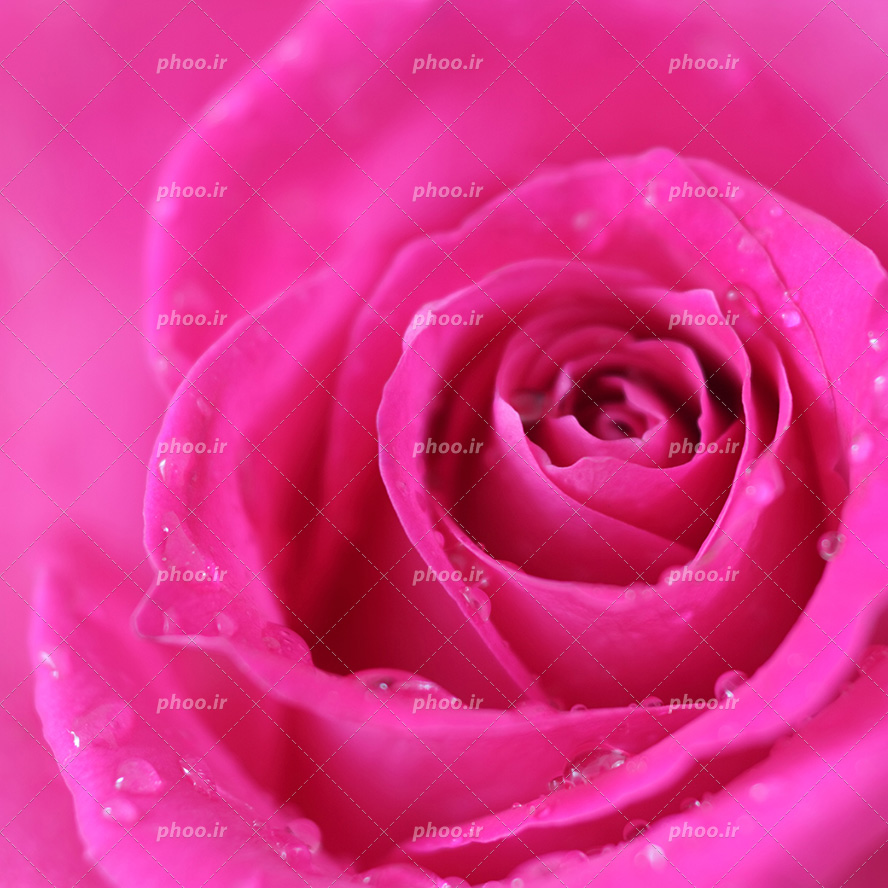 عکس با کیفیت شبنم بر روی گل برگ های گل رز از نمای نزدیک