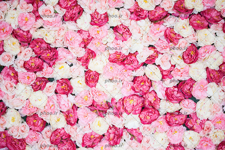 عکس با کیفیت گل های صورتی و قرمز و سفید در کنار یکدیگر