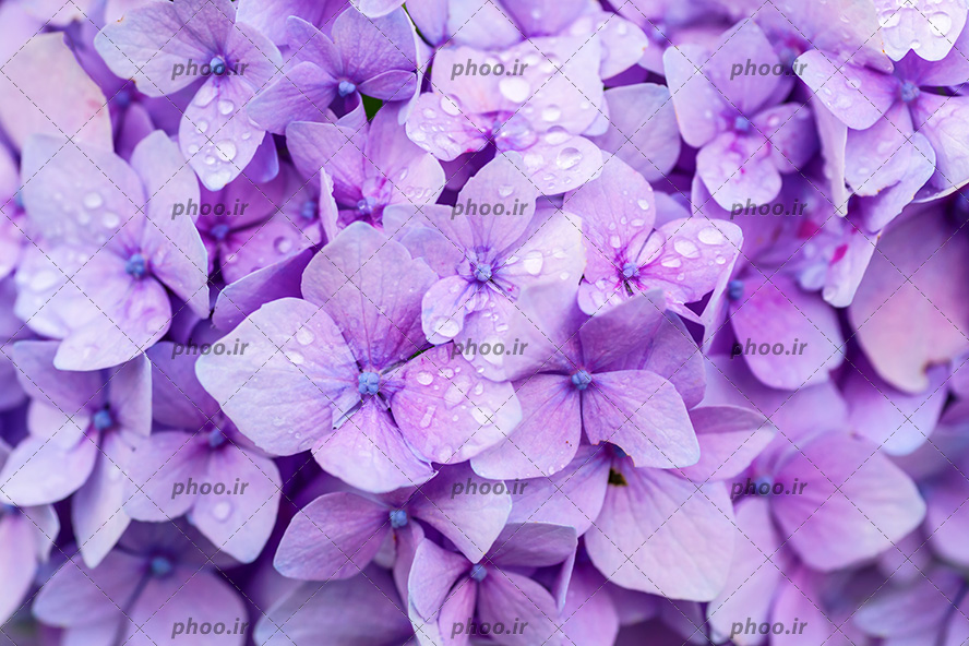 عکس با کیفیت گل های زیبا به رنگ بنفش در کنار یکدیگر از نمای نزدیک