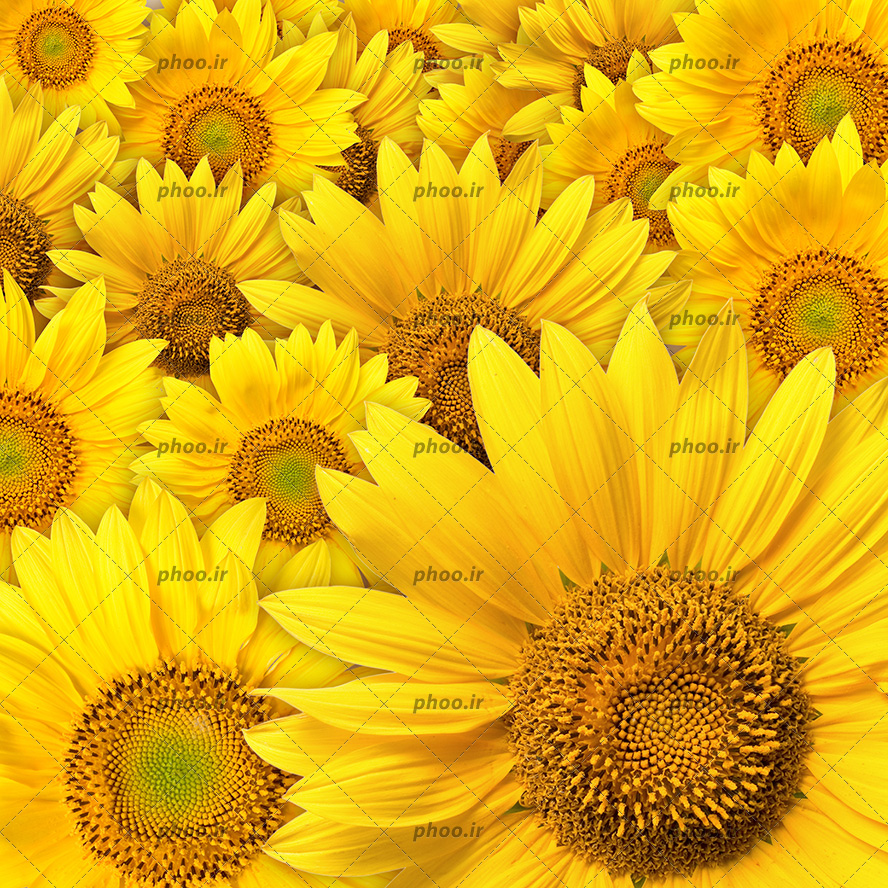 عکس با کیفیت گل های آفتاب گردان در کنار یکدیگر