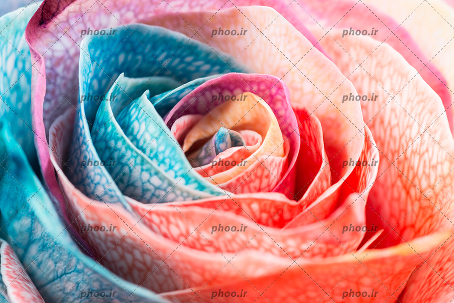عکس با کیفیت گل رز با گلبرگ های رنگارنگ از نمای نزدیک