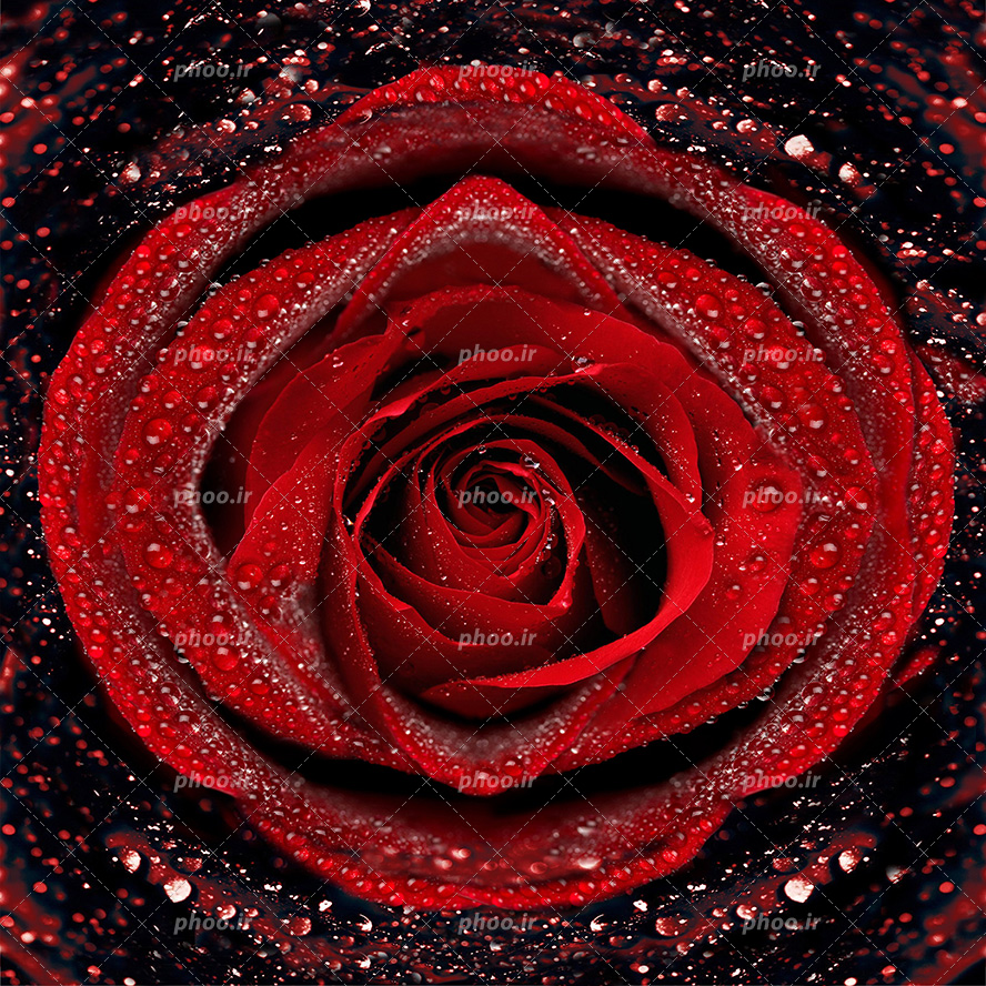 عکس با کیفیت قطره های آب بر روی گلبرگ های گل رز قرمز