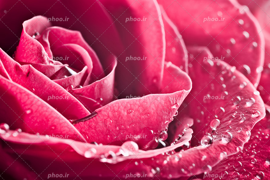 عکس با کیفیت قطره ها کوچک آب بر روی گلبرگ های گل رز صورتی از نمای نزدیک