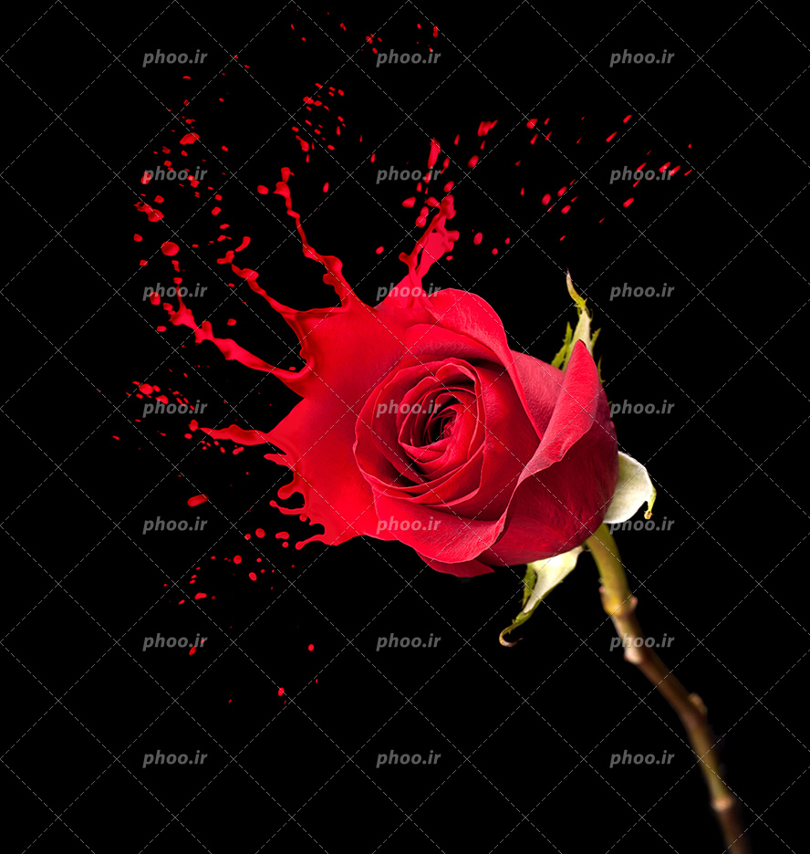 عکس با کیفیت یک شاخه گل رز در حال آب شدن و پس زمینه به رنگ مشکی