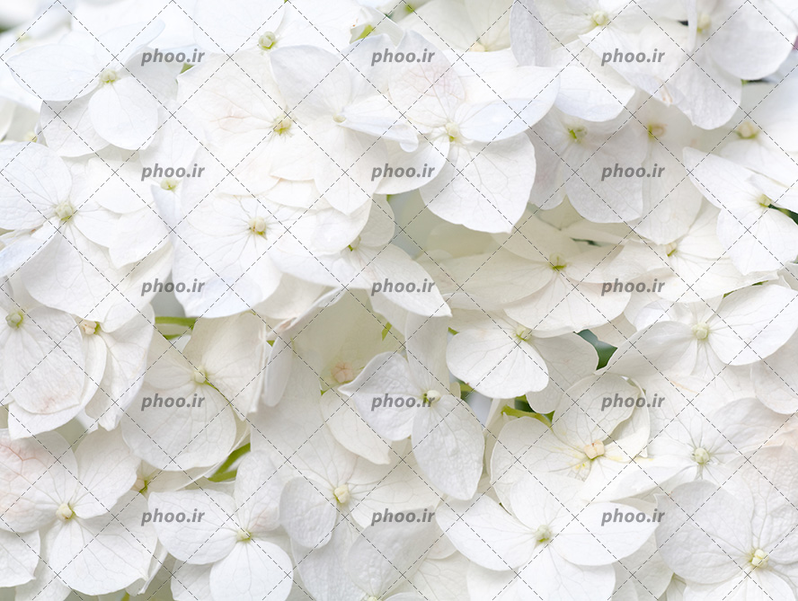 عکس با کیفیت گل های زیبا به رنگ سفید و دارای چهار پر در کنار یکدیگر از نمای نزدیک