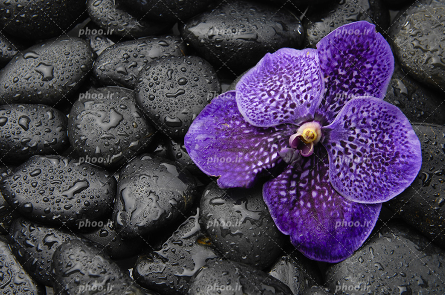 عکس با کیفیت گل پنج پر زیبا به رنگ بنفش بر روی سنگ های کوچک و قطره های بارون بر روی سنگ ها