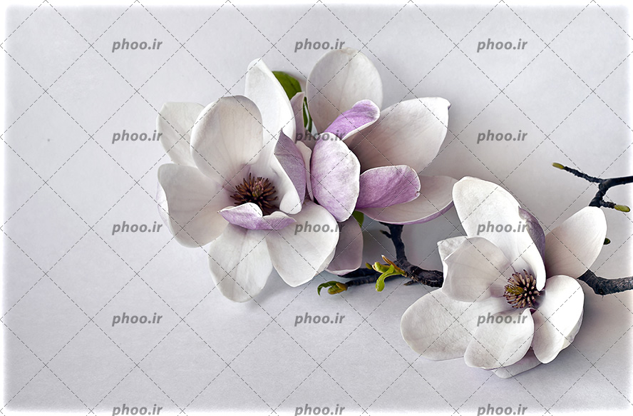 عکس با کیفیت گل های زیبا به رنگ بنفش و سفید بر روی شاخه های درخت و پس زمینه به رنگ سفید