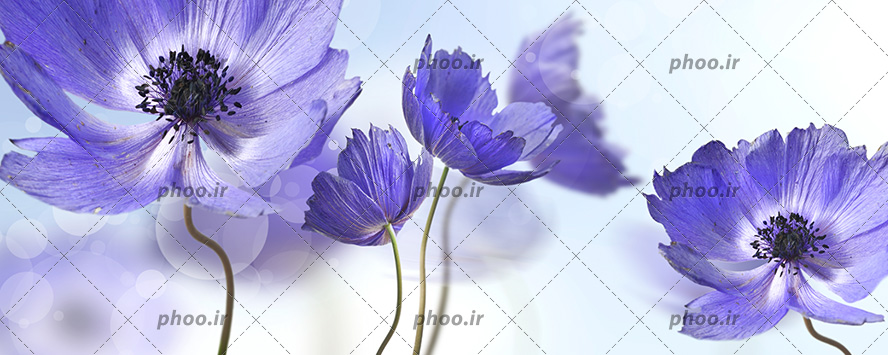 عکس با کیفیت گل های زیبا به رنگ بنفش در کنار یکدیگر در پس زمینه سفید