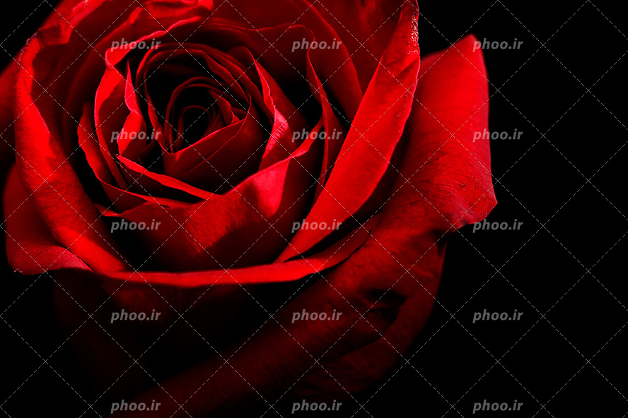 عکس با کیفیت گل رز بسیار زیبا به رنگ قرمز در پس زمینه مشکی