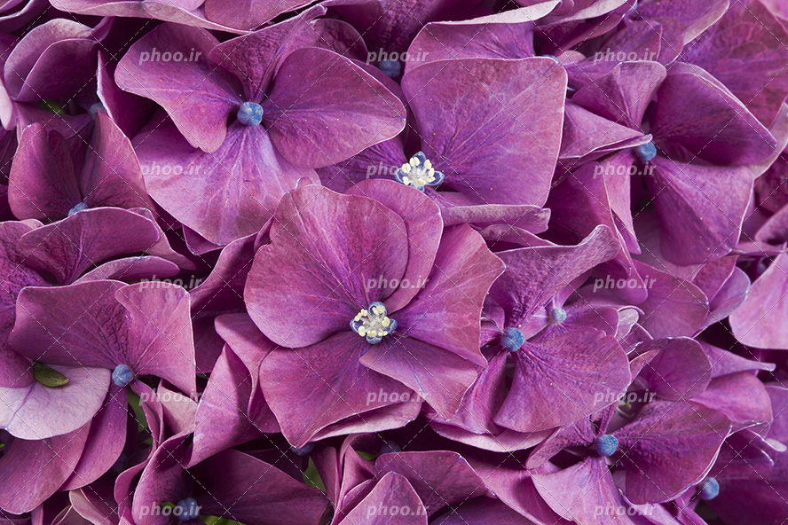 عکس با کیفیت گل های مصنوعی از جنس فوم بنفش رنگ