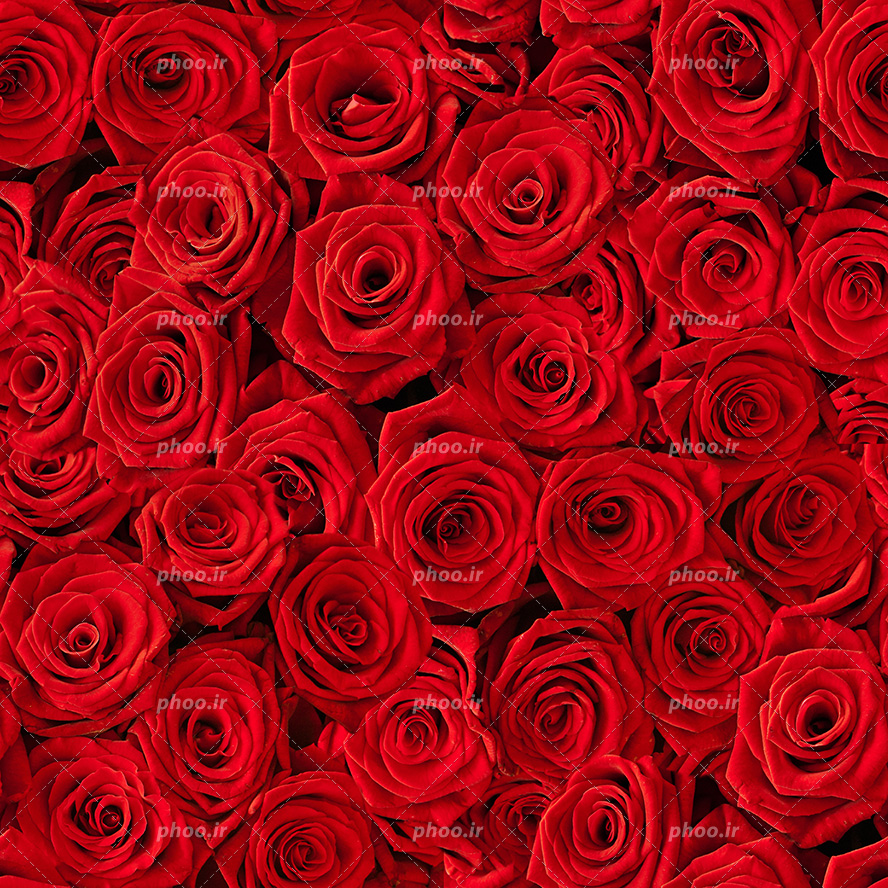 عکس با کیفیت دسته ای از گل های رز قرمز زیبا از نمای نزدیک
