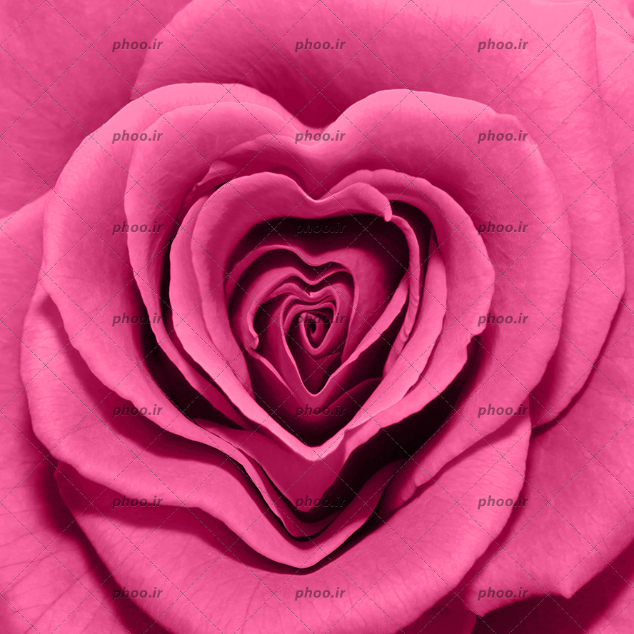 عکس با کیفیت گل رز صورتی زیبا و گلبرگ های گل به شکل قلب از نمای نزدیک