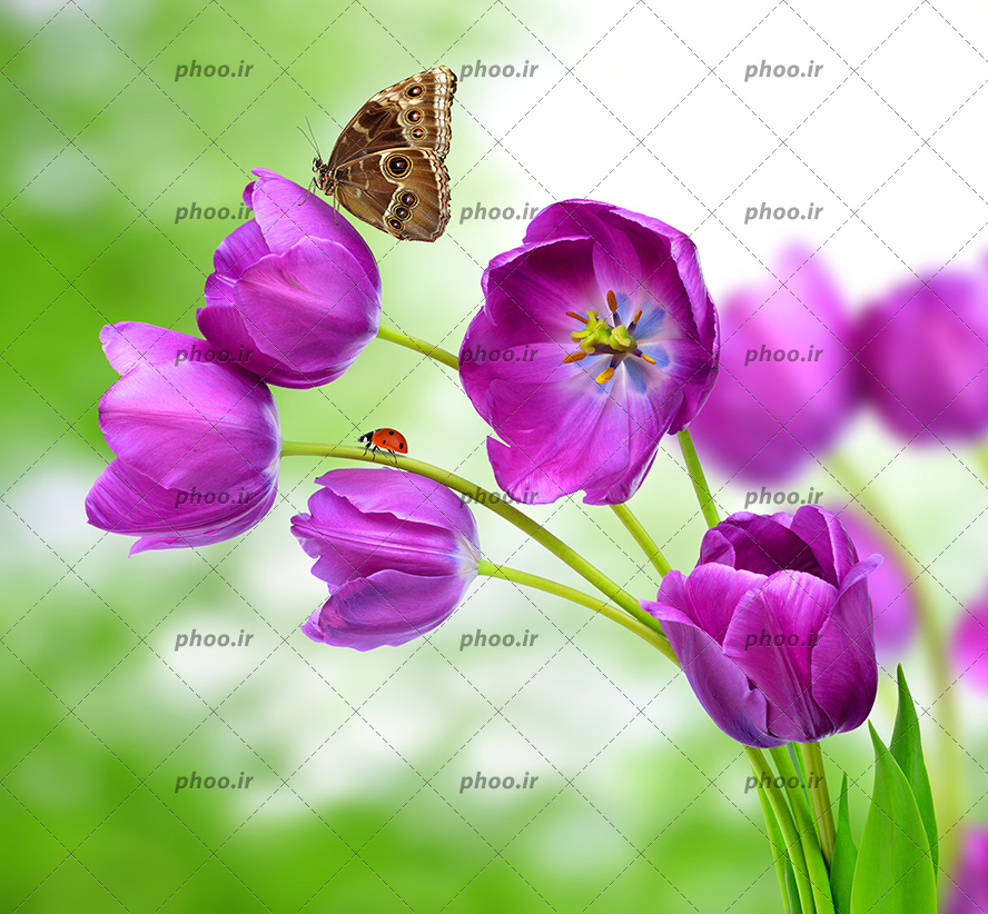 عکس با کیفیت پروانه ای زیبا بر روی گل های لاله به رنگ بنفش و کفشدوزک بر روی ساقه ی گل و پس زمینه به رنگ سبز
