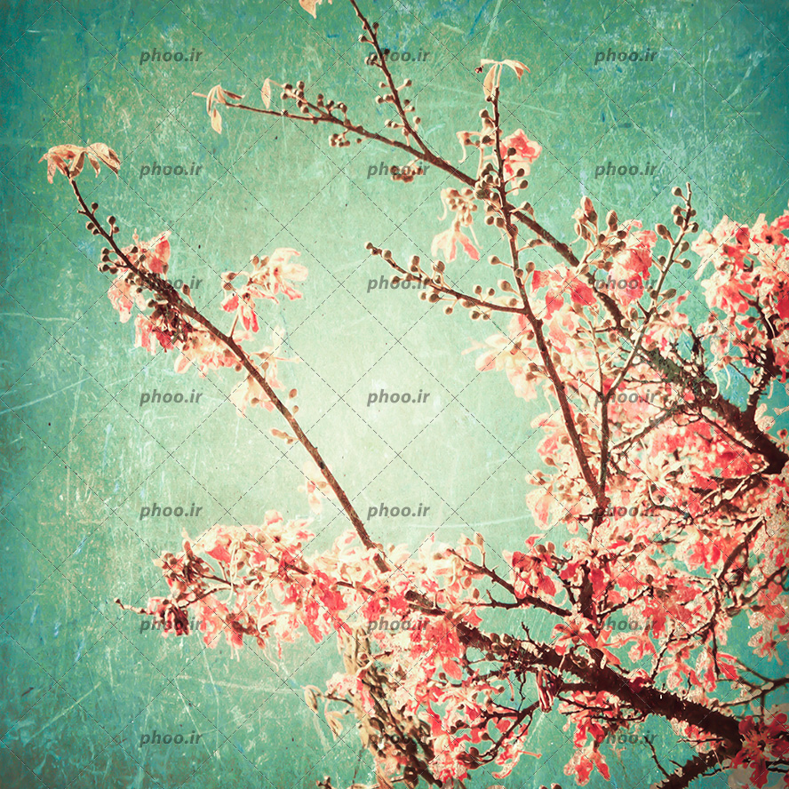 عکس با کیفیت شاخه های درخت و شکوفه های صورتی کوچک بر روی شاخه ها و پس زمینه به رنگ سبز آبی