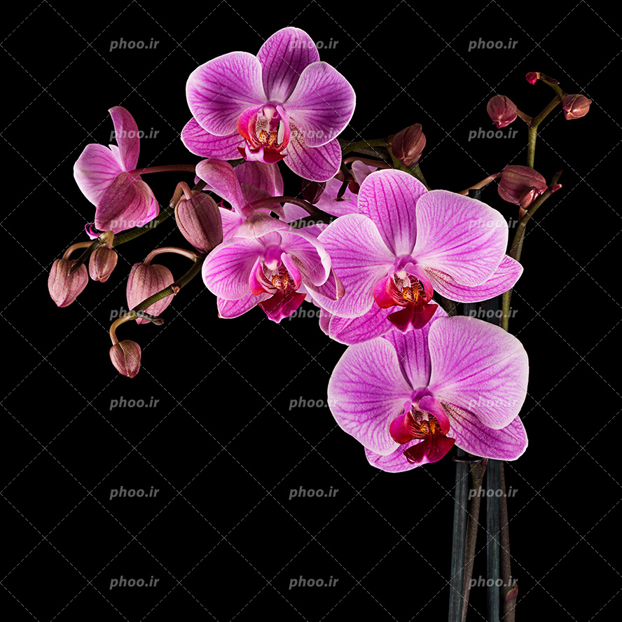 عکس با کیفیت شاخه های گل ارکیده زیبا در بک گراند مشکی