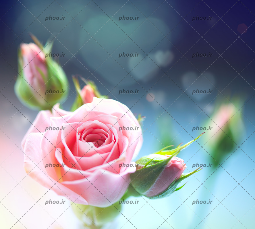 عکس با کیفیت دو غنچه و یک گل رز صورتی در کنار یکدیگر و در پس زمینه غنچه های گل محو شده با هاله ای از نور هایی به شکل قلب
