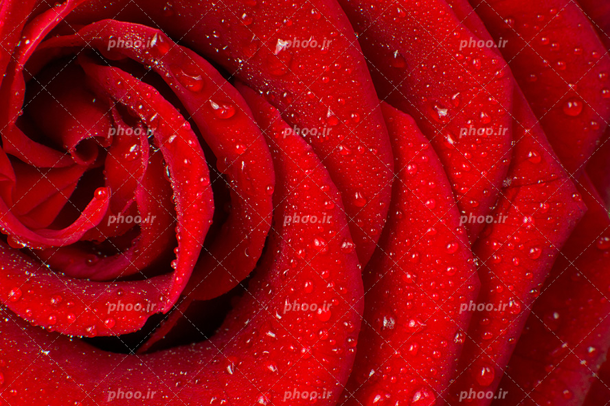 عکس با کیفیت گل رز قرمز از نمای نزدیک و قطره های کوچک آب بر روی گلبرگ های گل