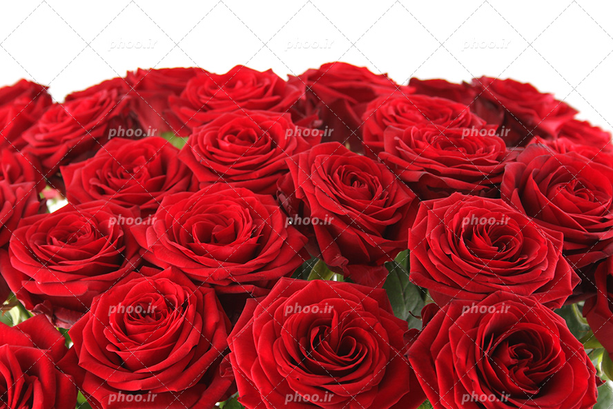 عکس با کیفیت دسته گل رز قرمز در پس زمینه سفید