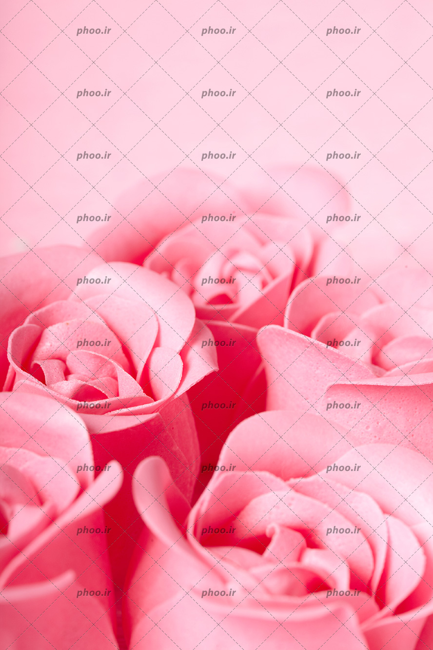 عکس با کیفیت غنچه های گل رز از جنس فوم به رنگ صورتی از نمای نزدیک