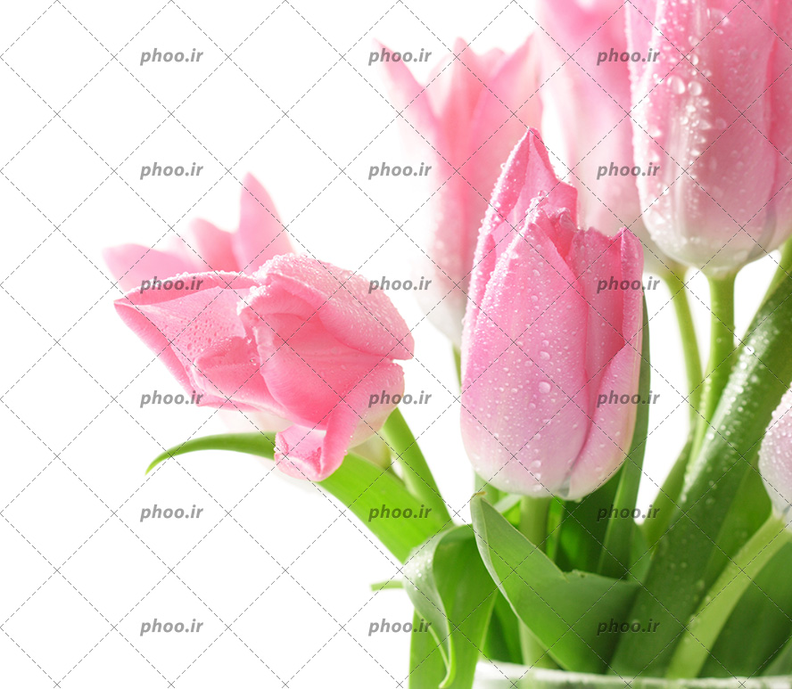 عکس با کیفیت شاخه های گل لاله های صورتی در کنار یکدیگر در گلدان