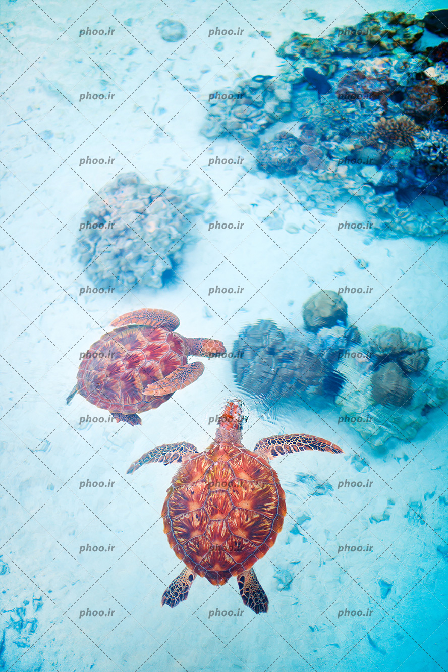 عکس با کیفیت دو لاک پشت در حال شنا در کنار یکدیگر و صخره های مرجانی در کف آب