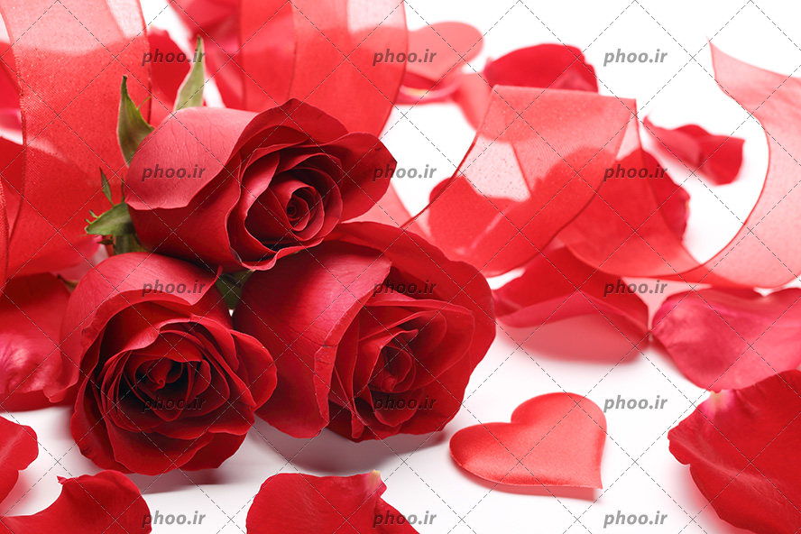 عکس با کیفیت ربان قرمز و گلبرگ های گل در کنار سه شاخه گل رز قرمز
