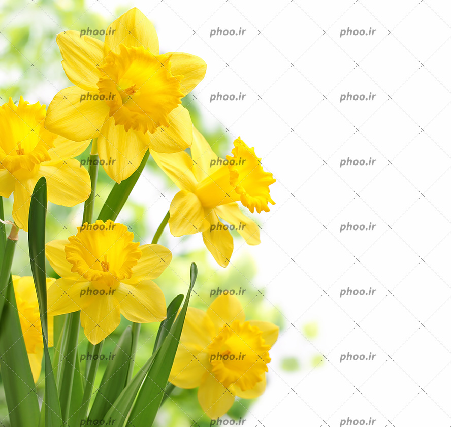 عکس با کیفیت گل های زیبا نرگس به رنگ زرد و پس زمینه به رنگ سفید