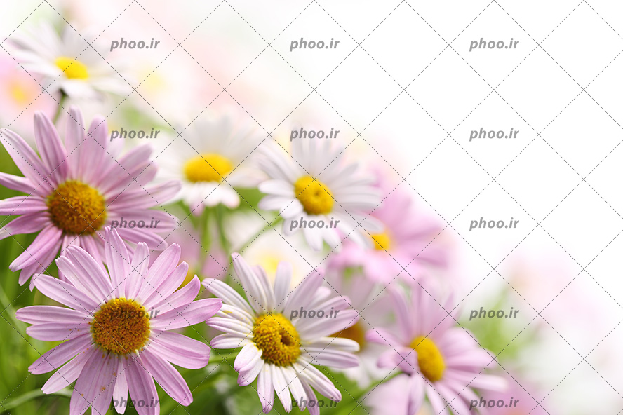 عکس با کیفیت گل های بابونه به رنگ صورتی و سفید در کنار یکدیگر