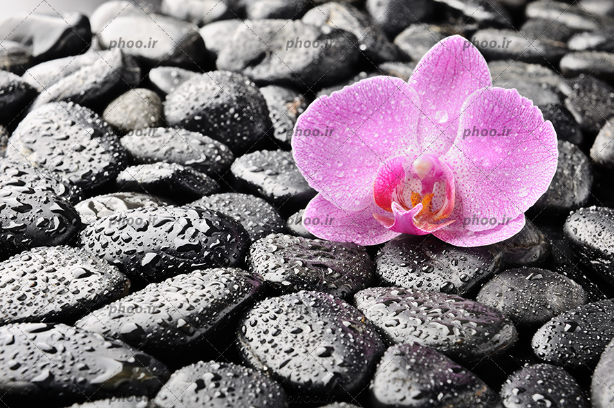 عکس با کیفیت گل ارکیده بنفش بر روی سنگ ها و قطره های بارون بر روی سنگ های مشکی