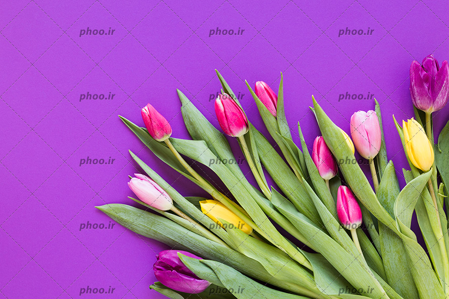عکس با کیفیت گل های لاله با رنگ های زیبا در پس زمینه بنفش