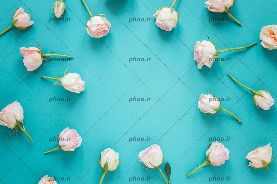 عکس با کیفیت گل های رز سفید پراکنده در پس زمینه آبی