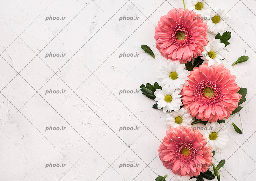 عکس با کیفیت گل های صورتی ژربرا در کنار گل های بابونه سفید همراه با برگ