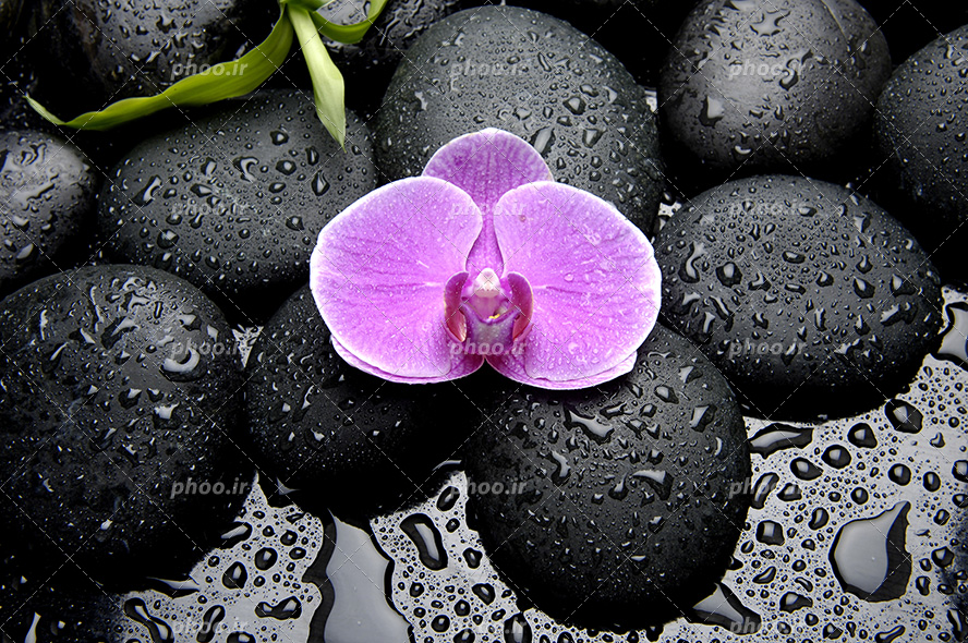 عکس با کیفیت گل ارکیده بنفش بر روی قلوه سنگ های مشکی و قطره های آب بر روی سنگ ها