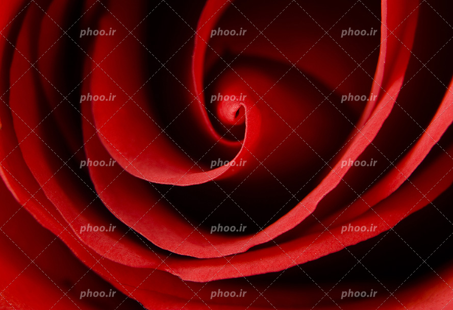 عکس با کیفیت گلبرگ های گل رز قرمز از نمای بسیار نزدیک