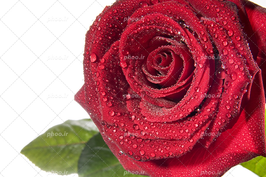 عکس با کیفیت شاخه گل رز قرمز از نمای نزدیک و قطره های آب بر روی گلبرگ ها