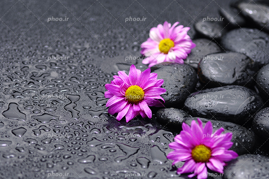 عکس با کیفیت گل های ژربرا به رنگ بنفش در کنار قلوه سنگ های مشکی و قطره های باران در اطراف