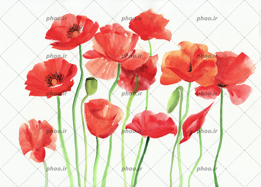 عکس با کیفیت نقاشی آبرنگی گل های لاله ی قرمز در کنار یکدیگر در پس زمینه سفید
